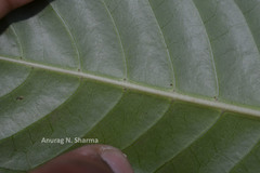Psychotria truncata